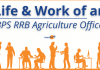 Life of an IBPS RRB Agriculture Officer Life of an IBPS RRB Scale 2 Agriculture Officer- Job Profile and More.