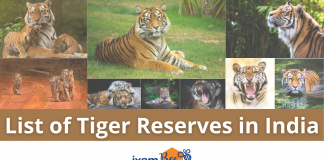 Largest Tiger Reserves in India 2025| Top 10 State-Wise & Area-Wise List List of Tiger Reserves in India
