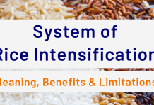 System of Rice Intensification (SRI):Meaning, Benefits & Limitations System of Rice Intensification: Meaning, Benefits & Limitations
