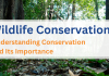 Wildlife Conservation: Understanding Conservation and Its Importance Wildlife Conservation: Understanding Conservation and Its Importance