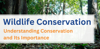 Wildlife Conservation: Understanding Conservation and Its Importance Wildlife Conservation: Understanding Conservation and Its Importance